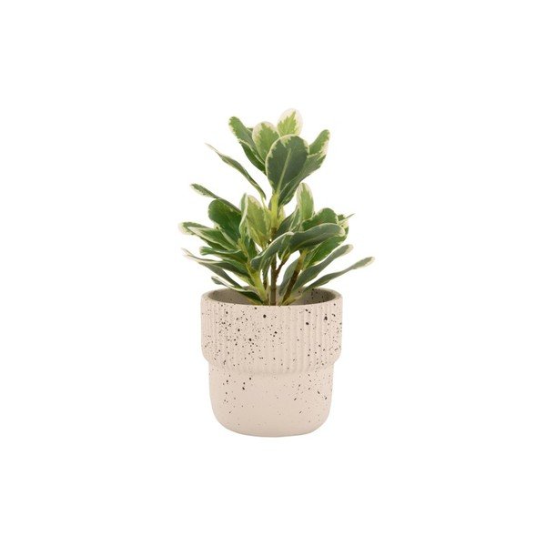 Jasnobeżowa betonowa donica ø 14 cm Speckles – PT LIVING-image-2