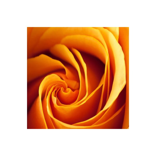 Obraz na szkle Róża II, 20x20 cm