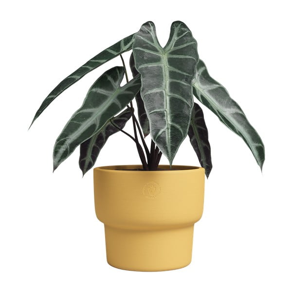 Ceramiczna ręcznie wykonana doniczka ø 17 cm Echo – Artevasi-image-3