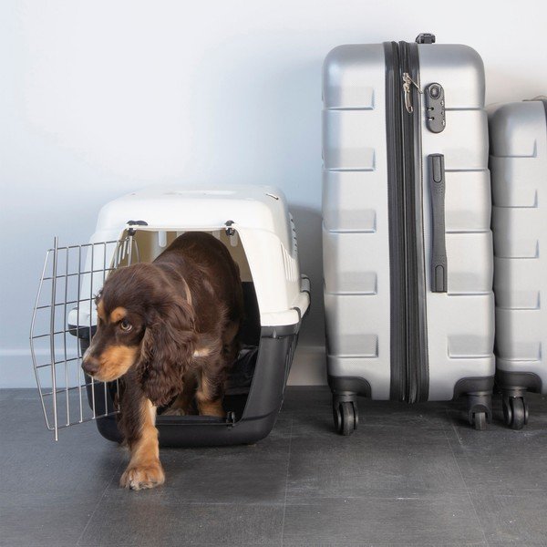 Transporter dla czworonoga 38x58 cm – Love Story-image-1