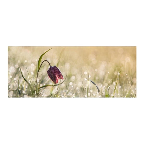 Obraz szklany DecoMalta Tulip, 125x50 cm