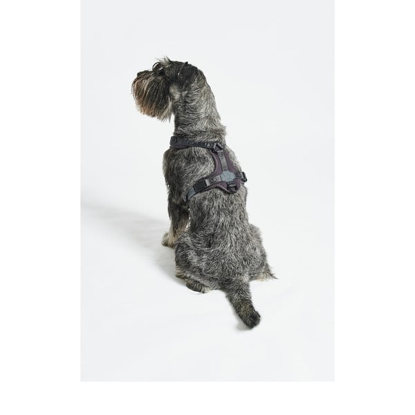 Ciemnoszare szelki dla zwierząt w rozmiarze S długość 30 cm Modena Asphalt S – MiaCara-image-2