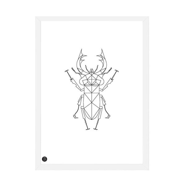 Plakat Stag Beetle, 50x70 cm