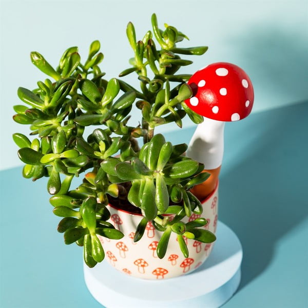 Terakotowy irygator do podlewania kwiatów Mushroom – Sass & Belle-image-1