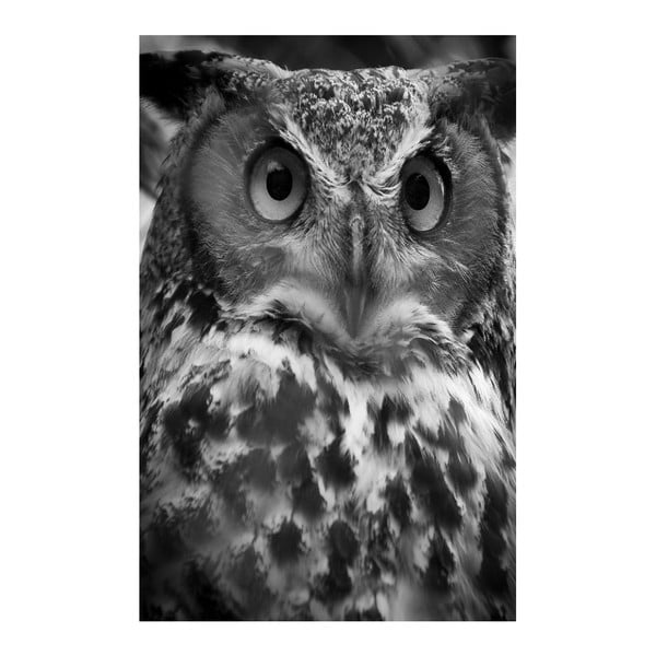 Obraz Black&White Owl, 45x70 cm