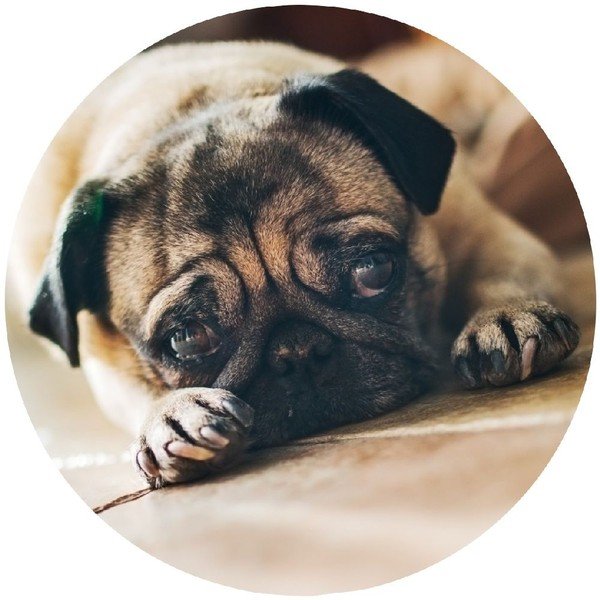 Wieszak Pug-image-1