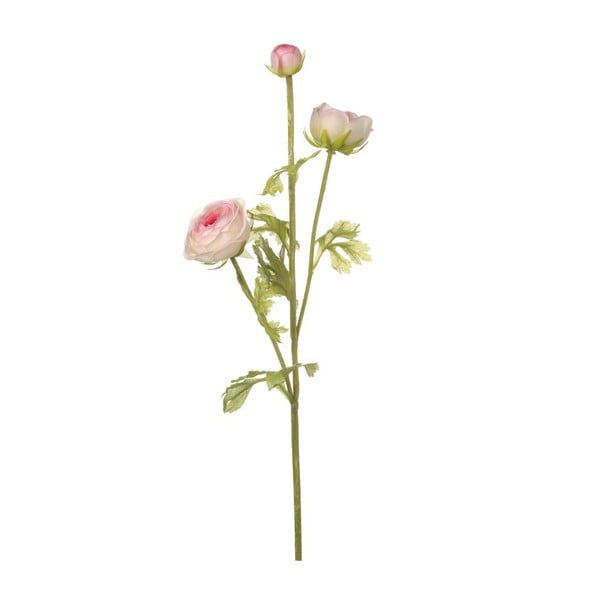 Różowy kwiat dekoracyjny Heaven Sends Ranuculus