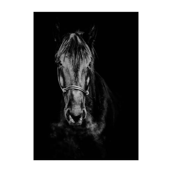 Plakat Imagioo Horse, 40x30 cm