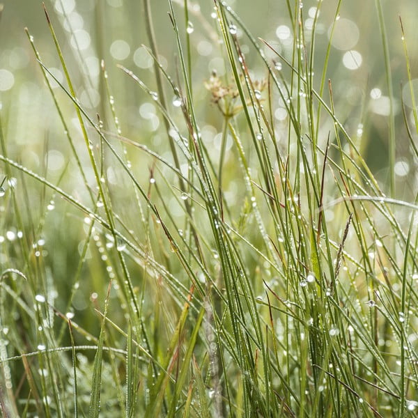 Szklany obraz Sparkling Grasses, 30x30 cm