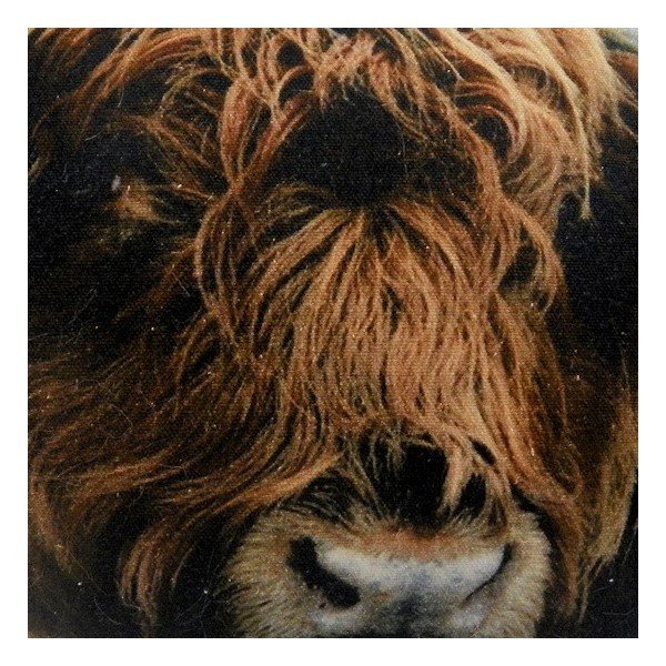 Poduszka Scottish Highlander 50x35 cm-image-2