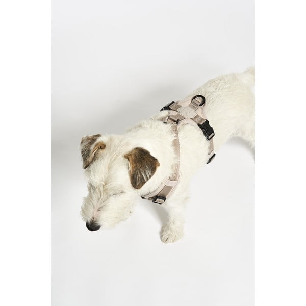 Beżowe szelki dla zwierząt w rozmiarze S długość 30 cm Modena Greige S – MiaCara-image-2