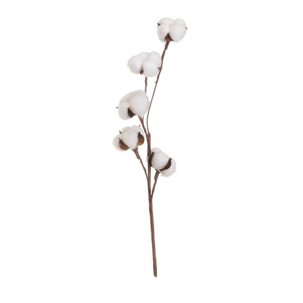Suszona roślina (wysokość 55 cm) Cotton – Casa Selección
