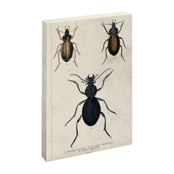 Notes Jay Biologica Beetle