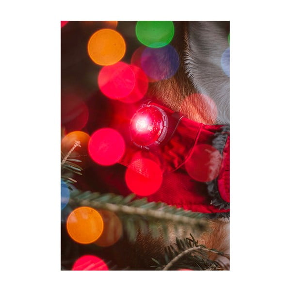 Lampka LED na obrożę Red – Orbiloc-image-4