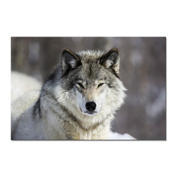 Obraz Styler Glasspik Animal Wolf, 80x120 cm
