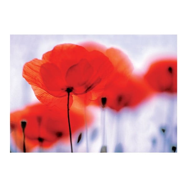 Fototapeta Magical Poppies, 400x280 cm