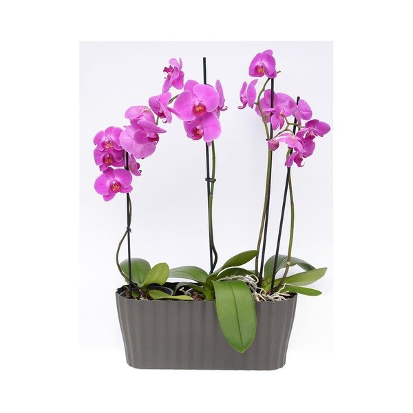 Antracytowa doniczka Plastia Tirola, długość 38 cm-image-2