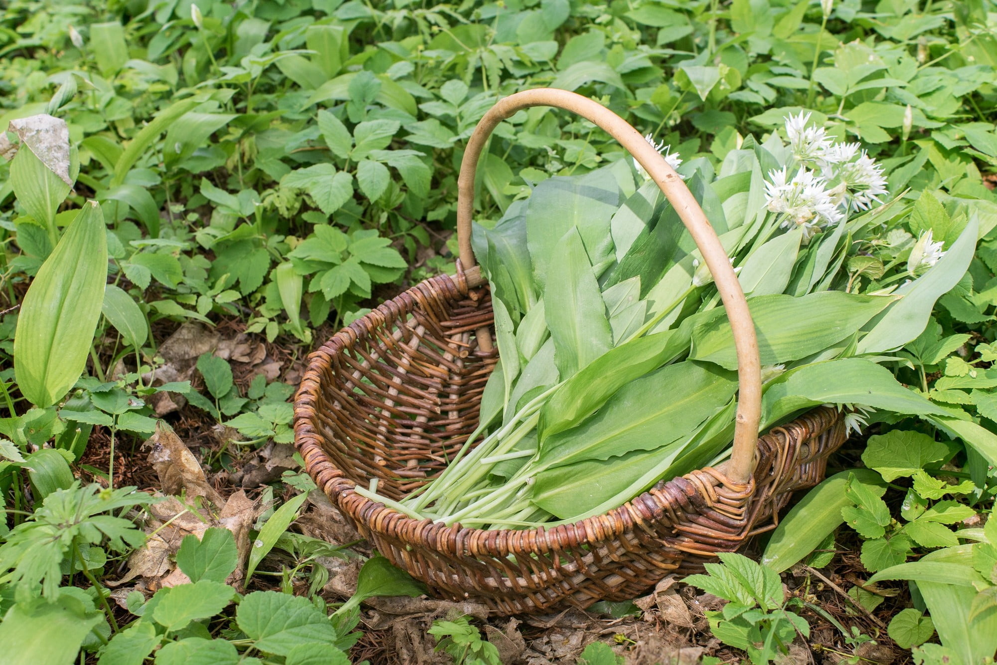 Zioła najlepiej zbierać rano, kiedy są najbardziej aromatyczne.