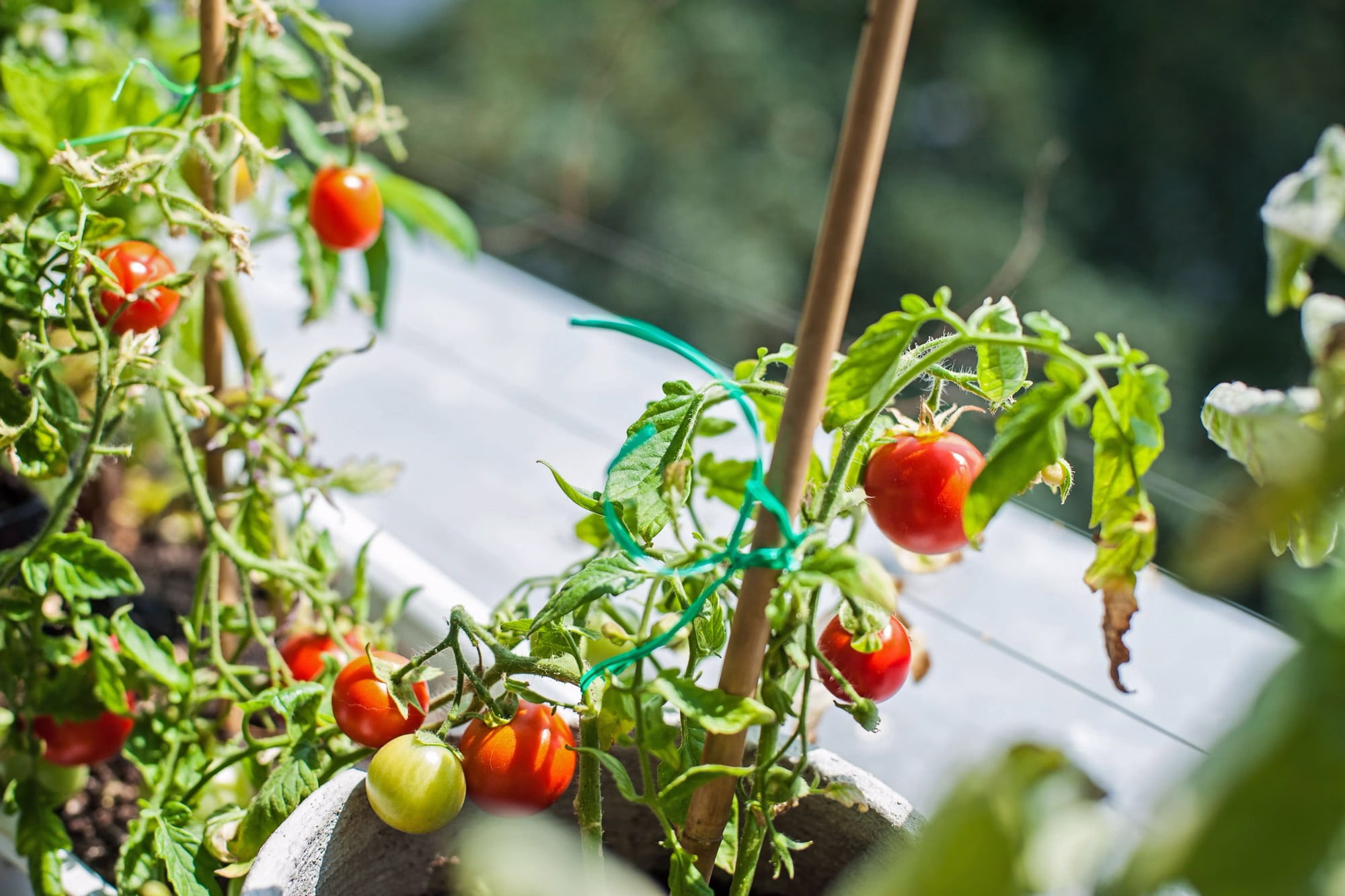 Uprawiaj własne pomidory na balkonie.