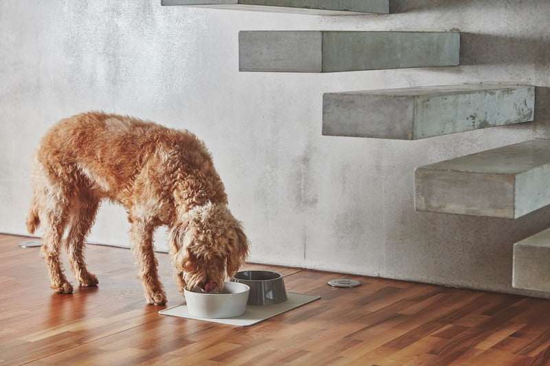 Inspiracje: Dla zwierząt