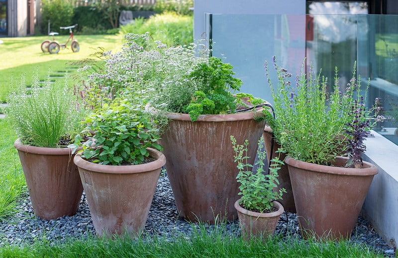 7 jadalnych roślin do ogrodu i na balkon 