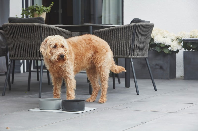 Inspiracje: Dla zwierząt