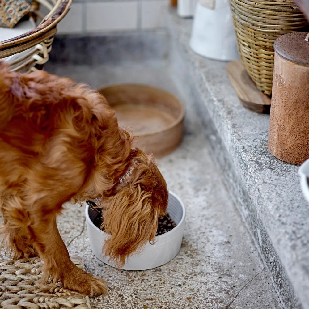 Inspiracje: Dla zwierząt