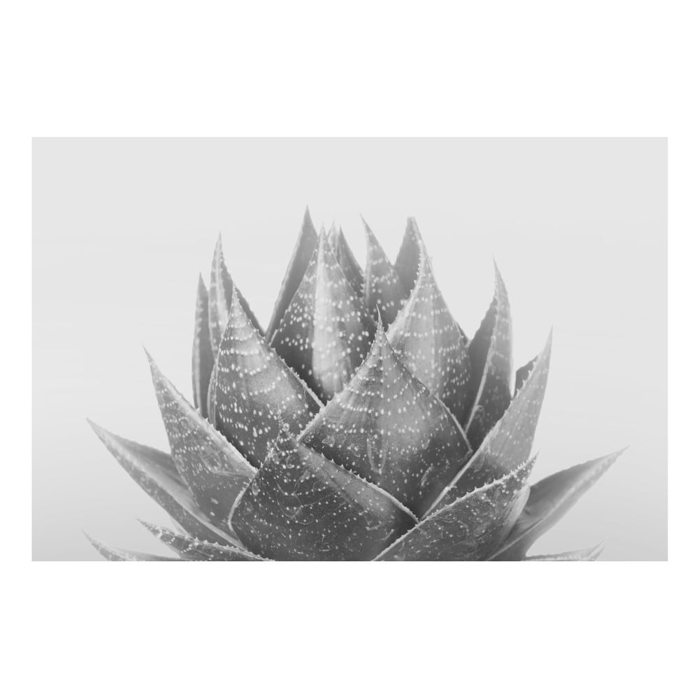 Obraz na płótnie Marmont Hill Aloe Noir, 61x41 cm