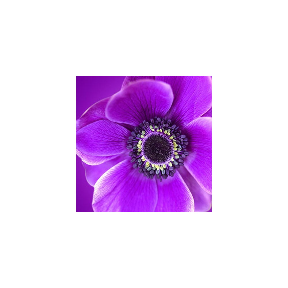 Obraz na szkle Fioletowy kwiat, 50x50 cm