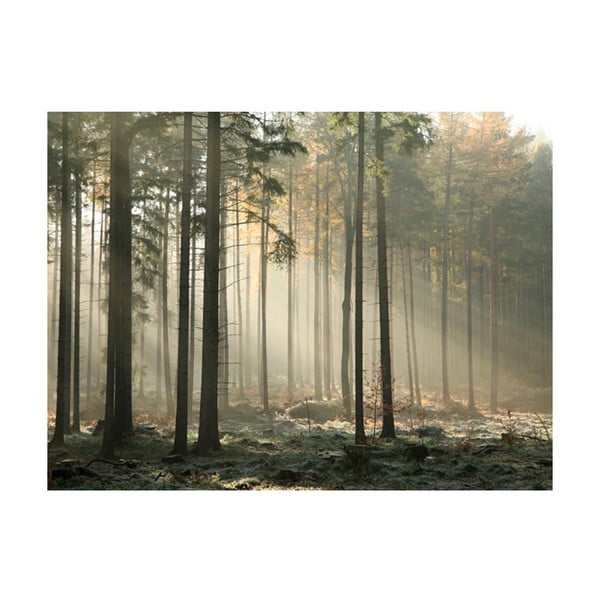 Tapeta wielkoformatowa Artgeist Foggy November Morning, 400x309 cm