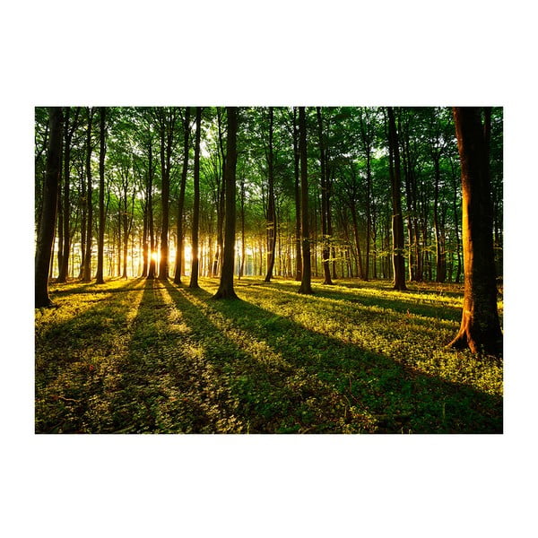 Tapeta wielkoformatowa Artgeist Spring Morning in the Forest, 200x140 cm