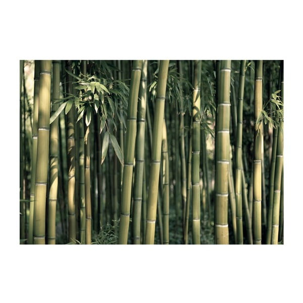 Tapeta wielkoformatowa Artgeist Bamboo Exotic, 400x280 cm